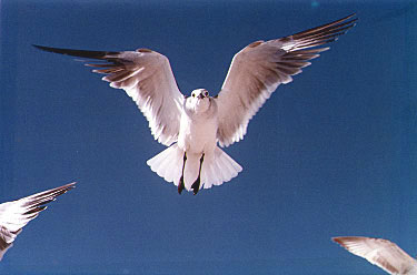 Seagull in Flight
