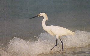 Heron wading in the waves
