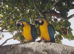 Colorful Macaws